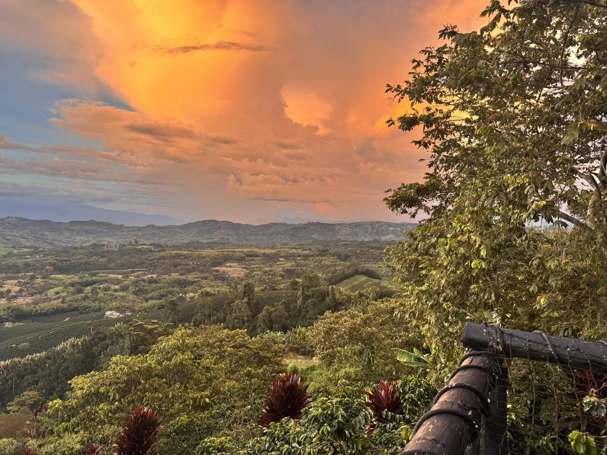 Chinchina Coffee Fields Caldas Risaralda Chinchina Colombia Coffee